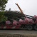 法桐价格、16公分17公分19公分法桐价格现挖现发