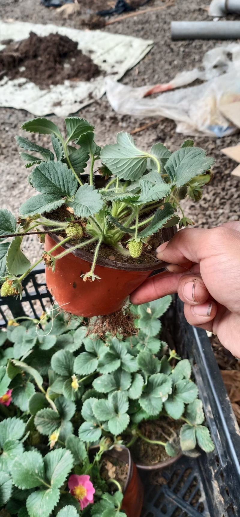 优质草莓盆栽欢迎实地看货一手货源产地直发量大可优惠