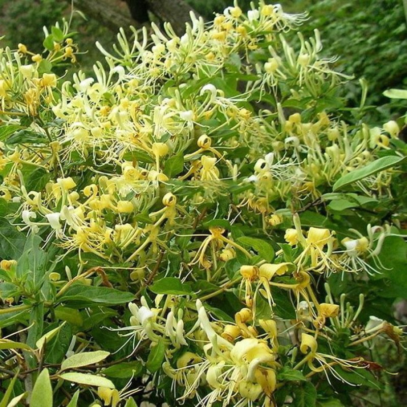 金银花种子忍冬种子草本花卉四季播种寒气芳香观赏植物易种