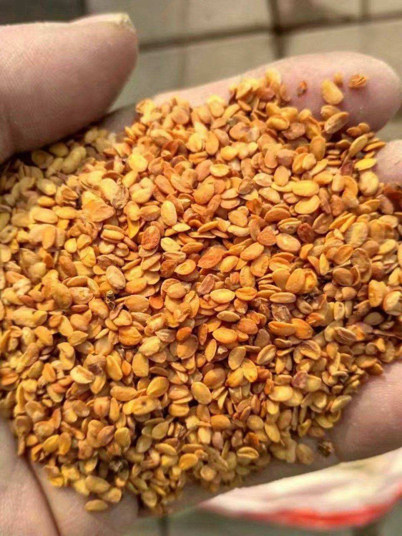 金银花种子忍冬种子草本花卉四季播种寒气芳香观赏植物易种