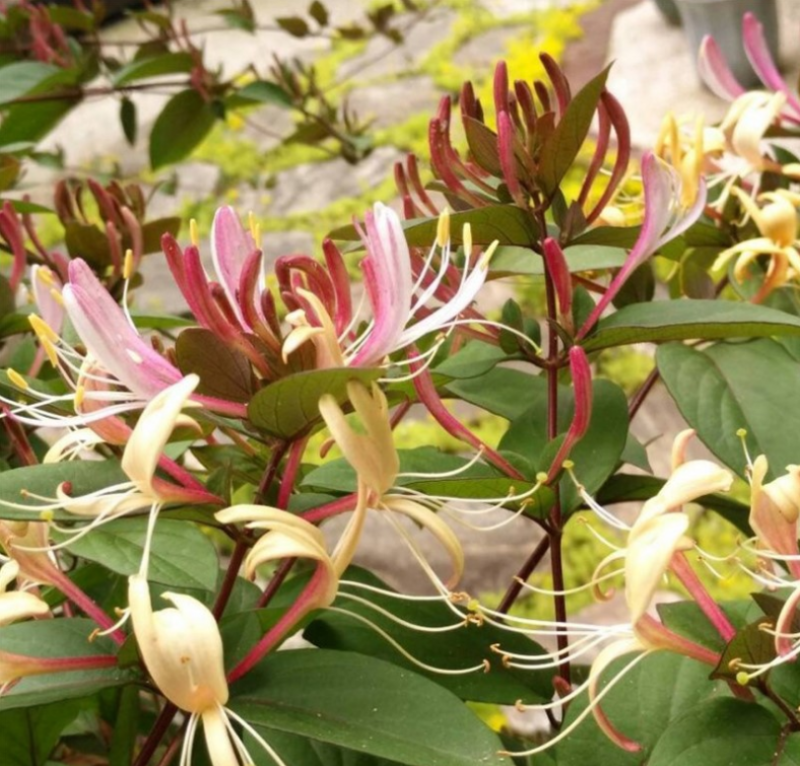 金银花种子忍冬种子草本花卉四季播种寒气芳香观赏植物易种
