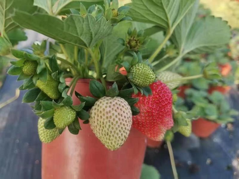 优质草莓盆栽欢迎实地看货一手货源产地直发量大可优惠