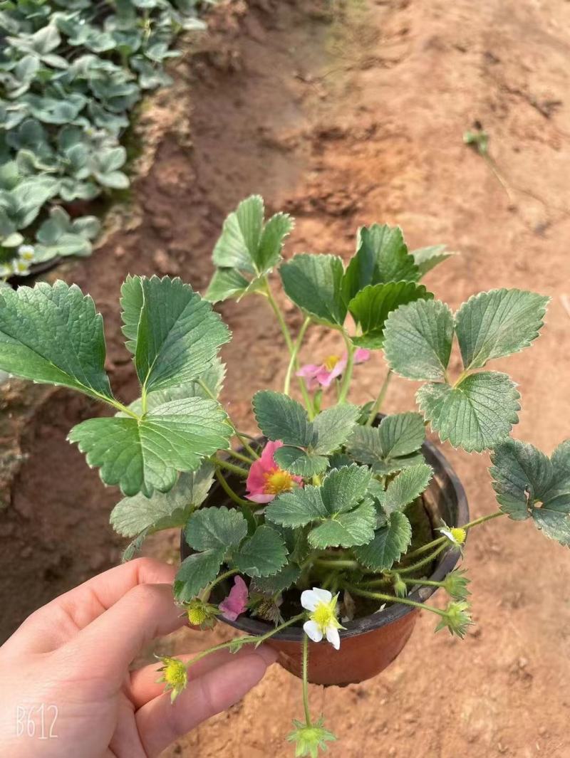 优质草莓盆栽欢迎实地看货一手货源产地直发量大可优惠