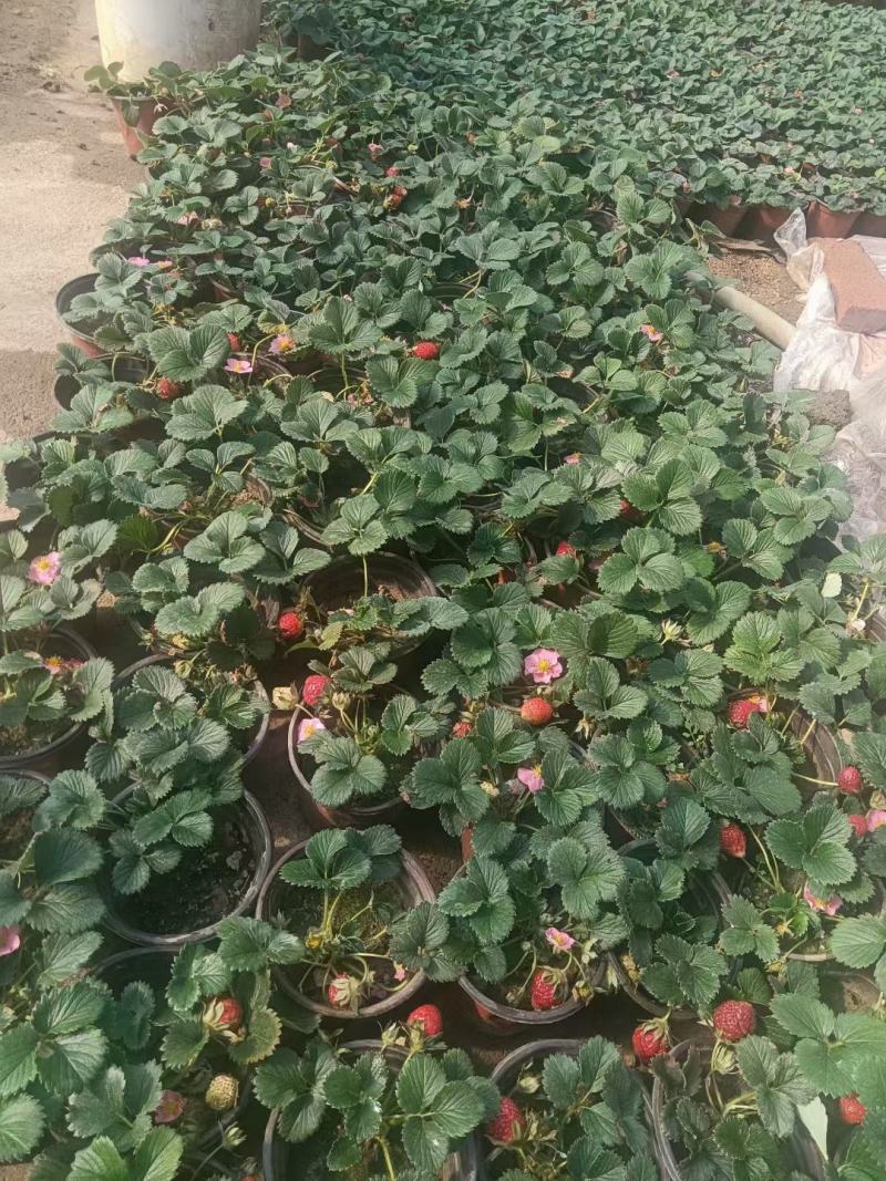 优质草莓盆栽欢迎实地看货一手货源产地直发量大可优惠