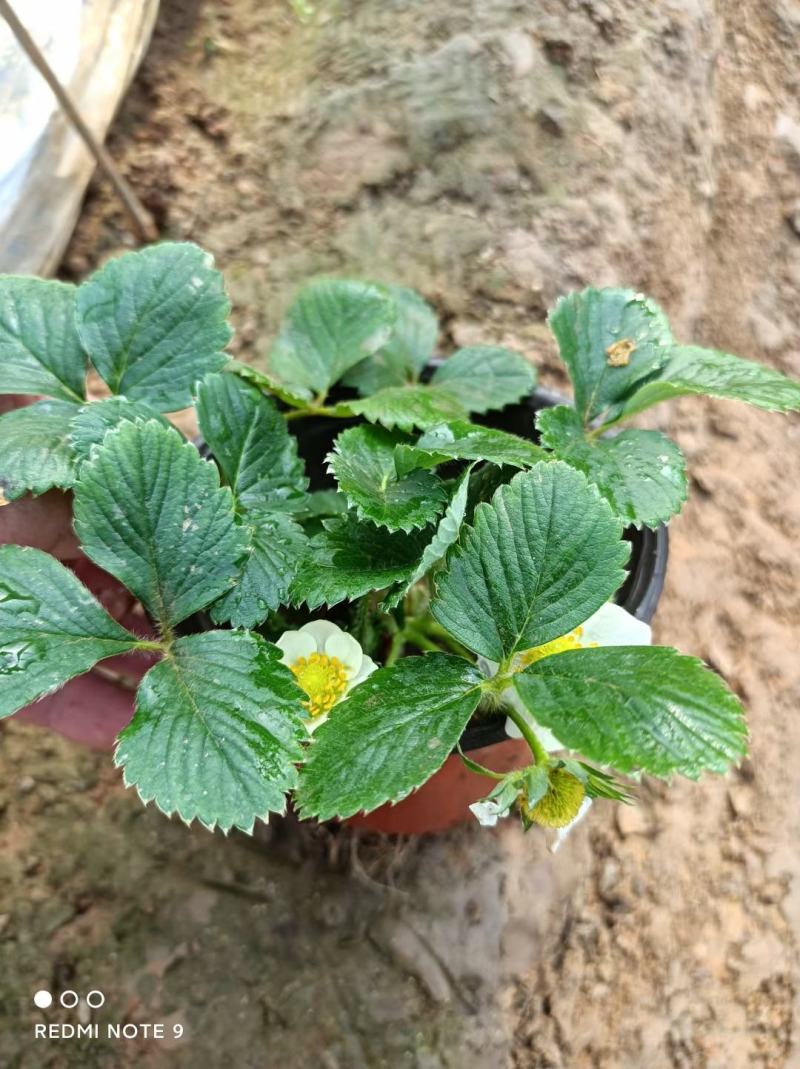 优质草莓盆栽欢迎实地看货一手货源产地直发量大可优惠