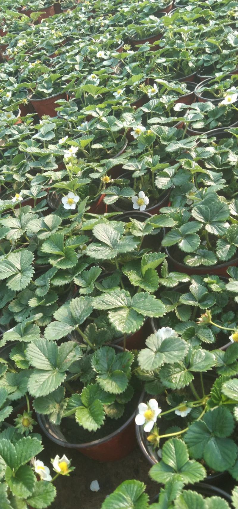 优质草莓盆栽欢迎实地看货一手货源产地直发量大可优惠
