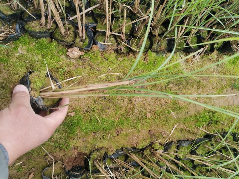 细叶芒优质细叶芒自家基地产地直发支持实地看货