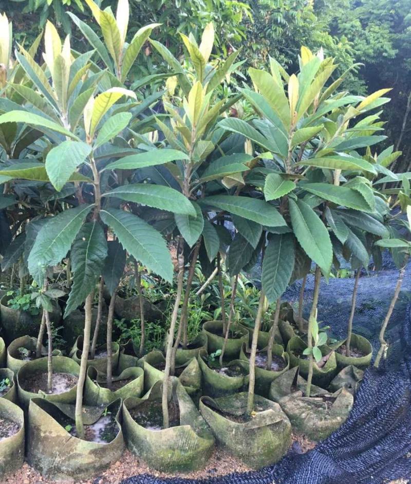 枇杷树苗新品种无核砂糖红枇杷苗当年结果耐寒南北方种植