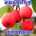 枇杷树苗新品种无核砂糖红枇杷苗当年结果耐寒南北方种植