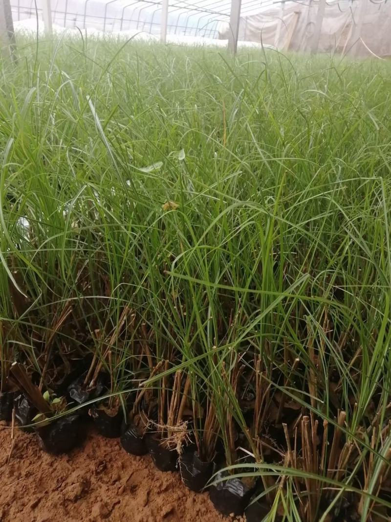 细叶芒优质细叶芒自家基地产地直发支持实地看货