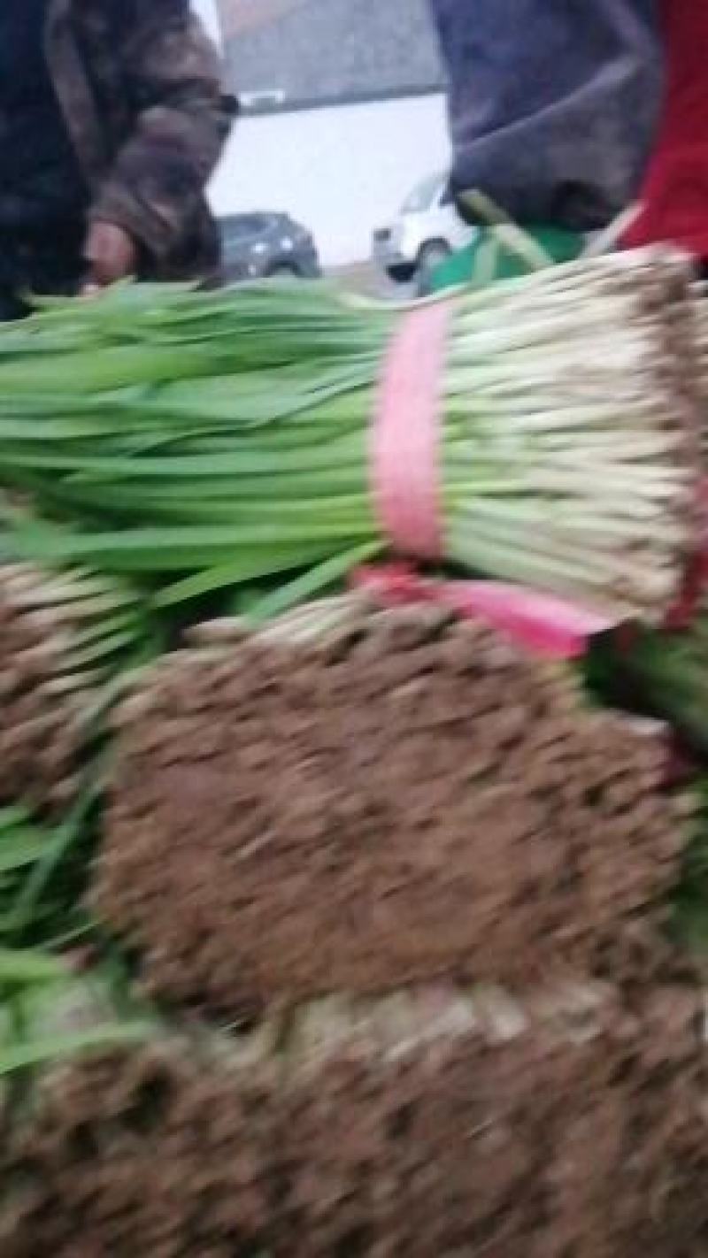 大棚韭菜，头刀，二刀，粗细都有