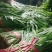 大棚韭菜，头刀，二刀，粗细都有