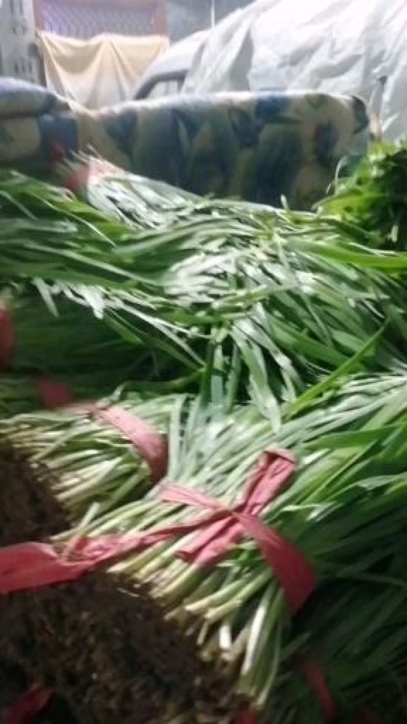 大棚韭菜，头刀，二刀，粗细都有