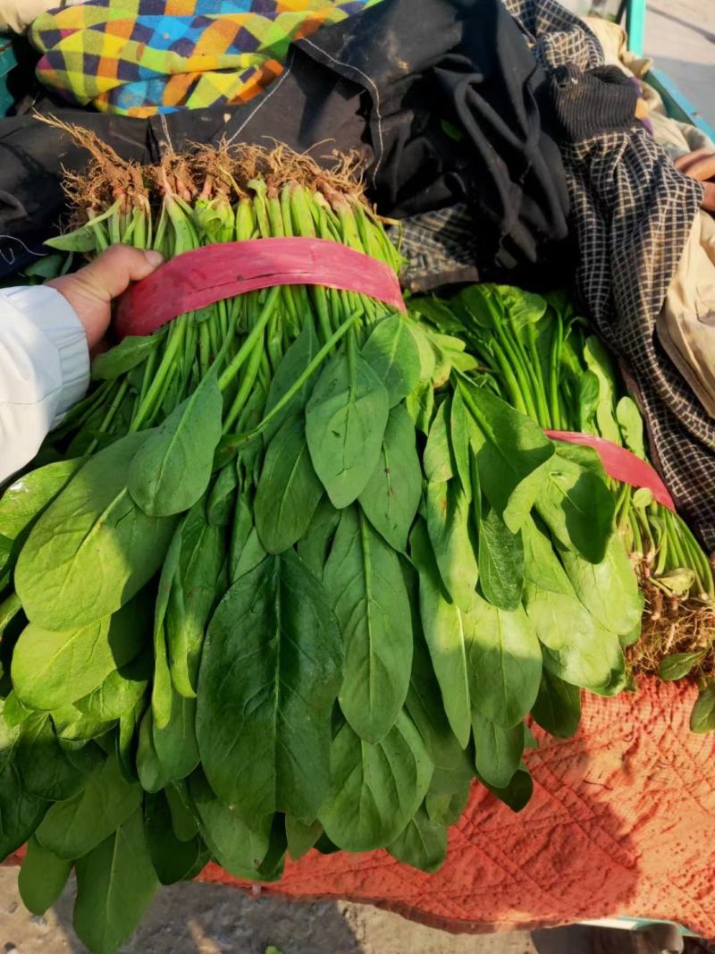 邯郸市永年县小叶高杆菠菜，产地一手货源量大从优