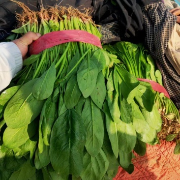 邯郸市永年县小叶高杆菠菜，产地一手货源量大从优