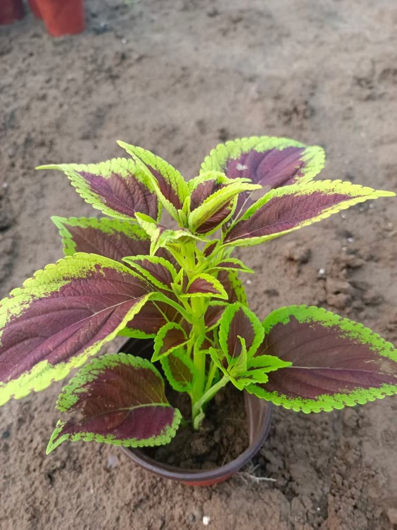彩叶草彩叶草杯苗死苗补发量大可优惠