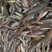 【泥鳅苗】泥鳅苗包成活提供技术跟踪服务量大从优质量保证