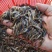 【泥鳅苗】泥鳅苗包成活提供技术跟踪服务量大从优质量保证
