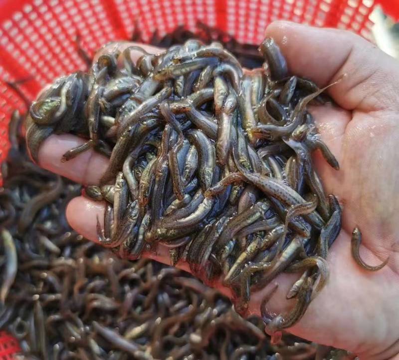 【泥鳅苗】泥鳅苗包成活提供技术跟踪服务量大从优质量保证