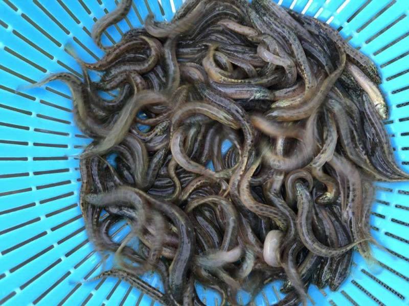 【泥鳅苗】泥鳅苗包成活提供技术跟踪服务量大从优质量保证
