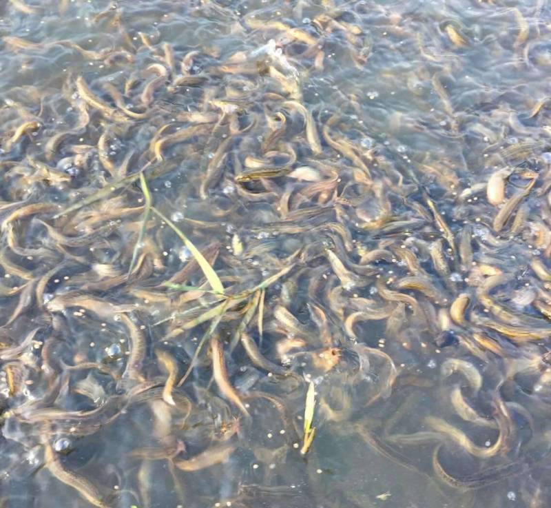 【泥鳅苗】泥鳅苗包成活提供技术跟踪服务量大从优质量保证