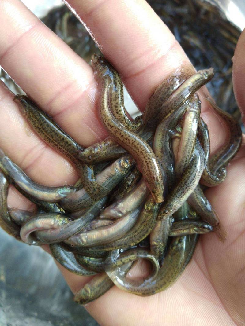 【泥鳅苗】泥鳅苗包成活提供技术跟踪服务量大从优质量保证