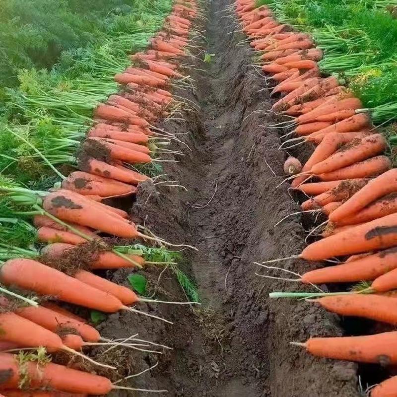 精品胡萝卜，产地三红胡萝卜保质保量，欢迎订购。