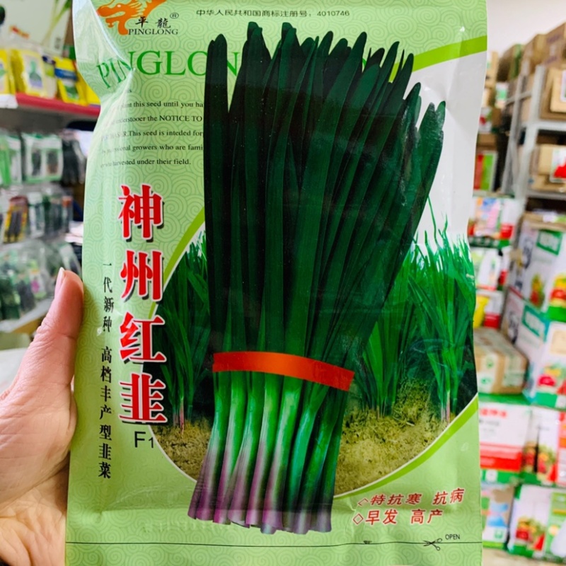 一代新种高档丰产型红根韭菜种子特抗寒抗病冬季休眠