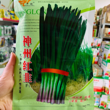 一代新种高档丰产型红根韭菜种子特抗寒抗病冬季休眠