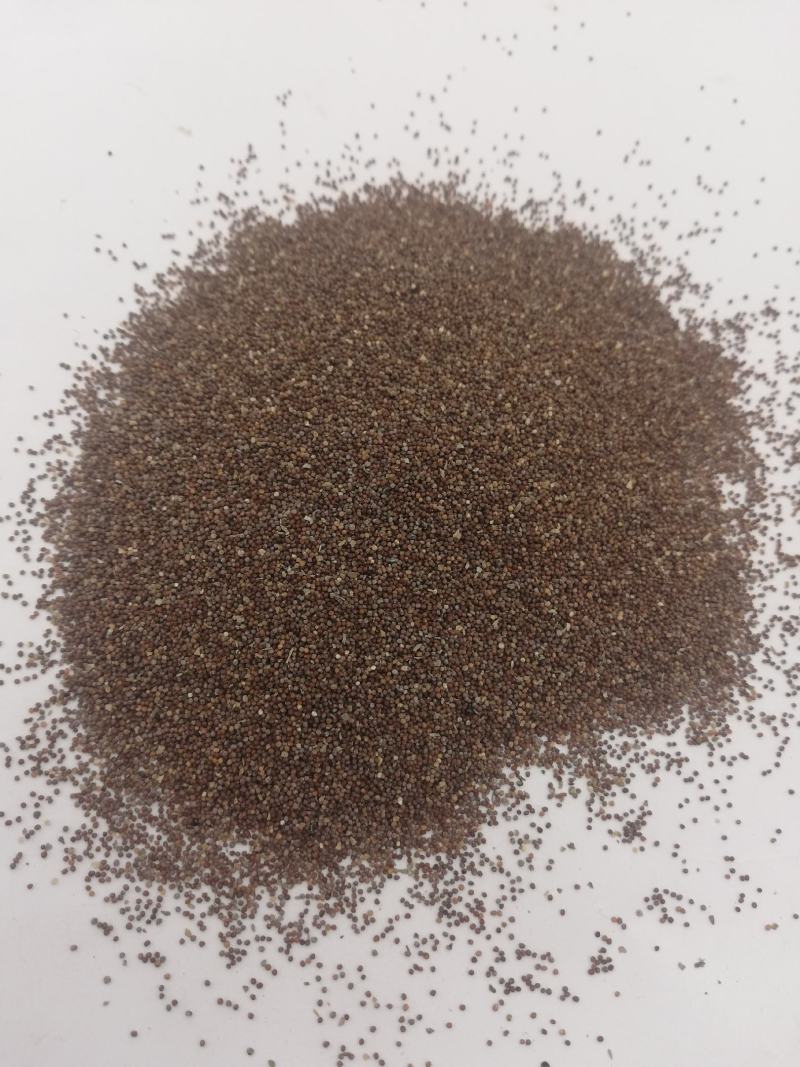 多年生矮牵牛种子混色四季种植易活盆栽花卉景观绿化庭院