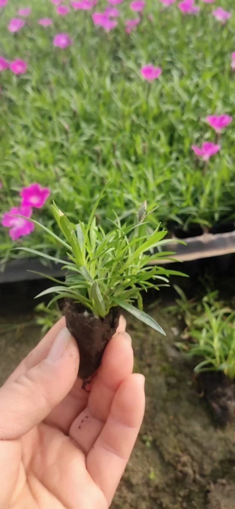 欧石竹穴盆苗，大量有货，有128穴盆苗2000穴盆苗