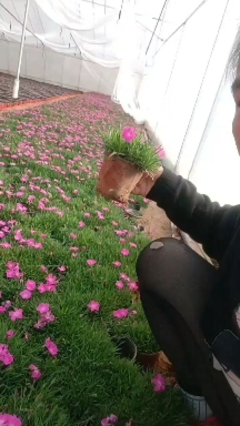 欧石竹穴盆苗，大量有货，有128穴盆苗2000穴盆苗