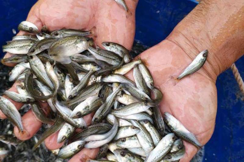 【鲈鱼苗】渔场直供量大从优包成活提供技术跟踪指导