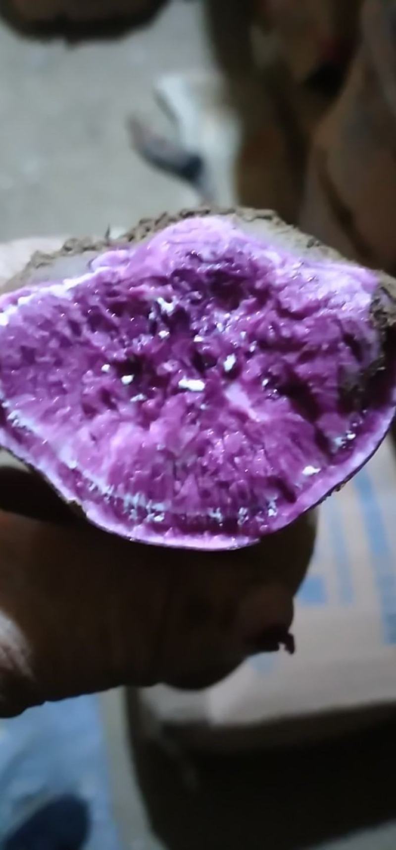 精品优质紫薯大量上市基地直发欢迎来电咨询可视频看货
