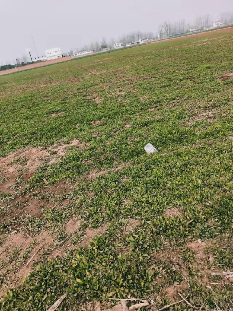 销售18亩荠菜