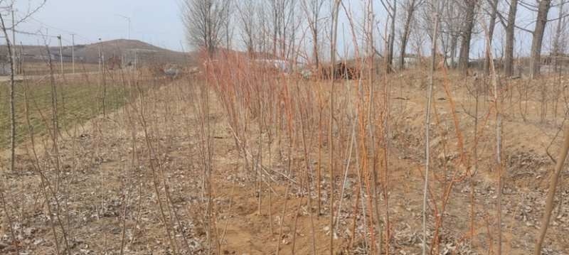 欧洲小叶椴冬红椴3-5公分粗，量大优惠