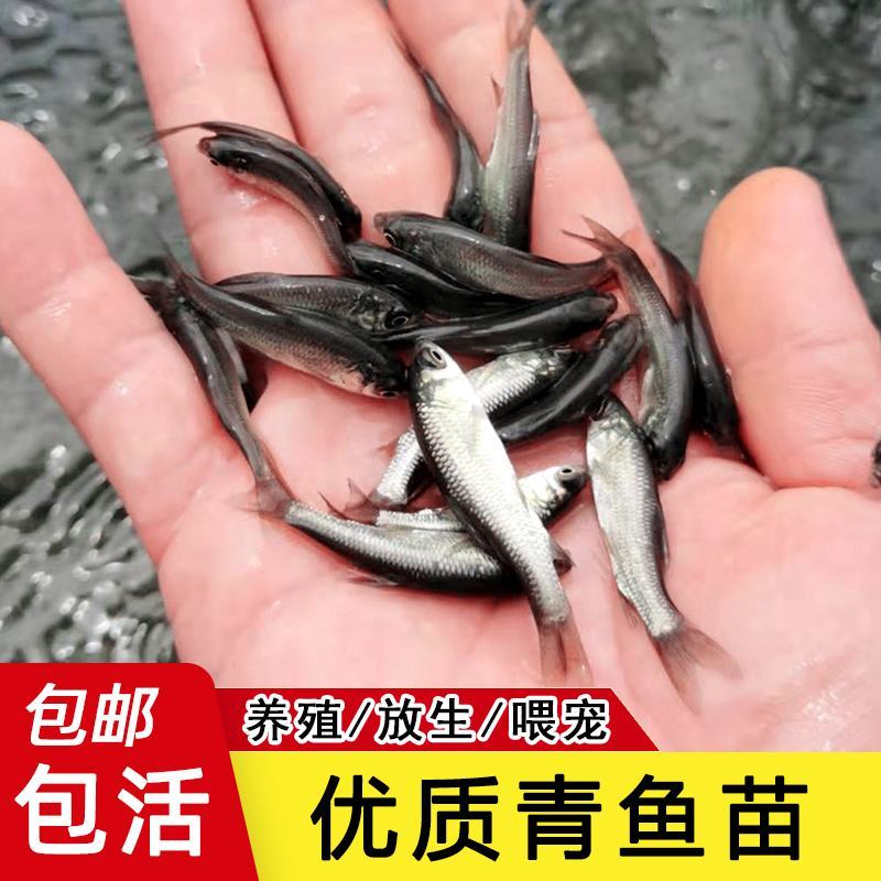 【青鱼苗】精品青鱼苗量大从优质量保证提供养殖技术