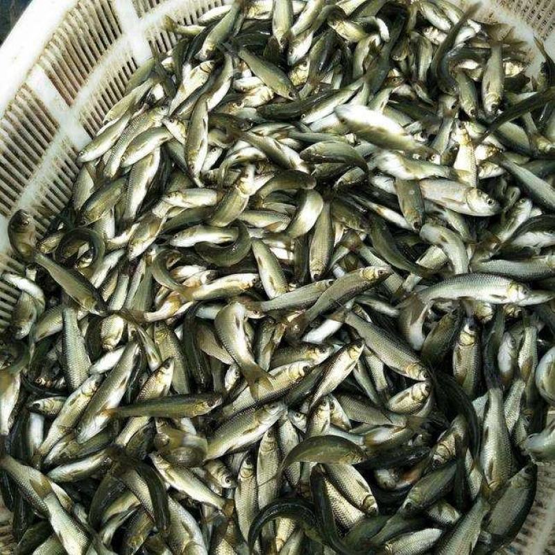 【青鱼苗】精品青鱼苗量大从优质量保证提供养殖技术