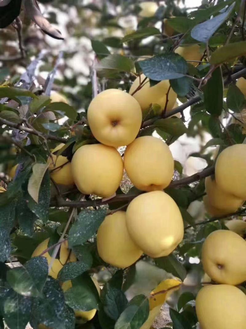 苹果树苗，维纳斯黄金苹果树苗，一级维纳斯黄金苹果树苗