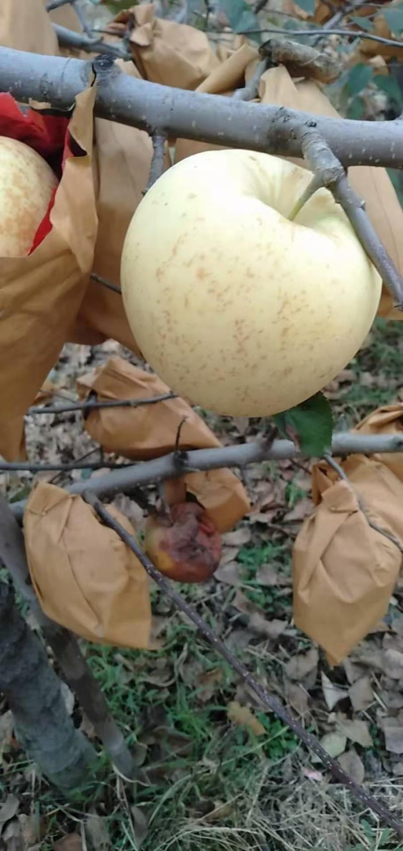 苹果树苗，维纳斯黄金苹果树苗，一级维纳斯黄金苹果树苗