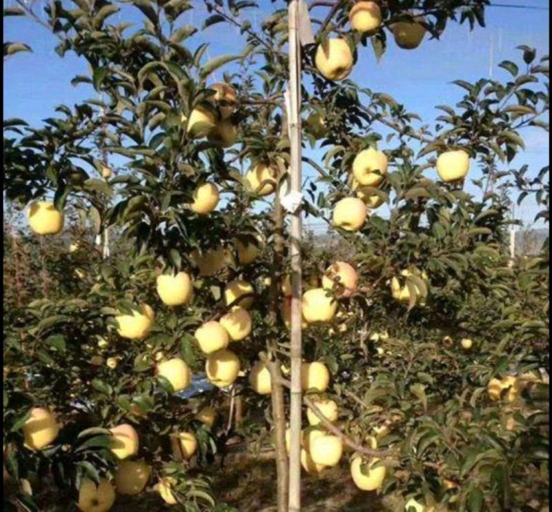 苹果树苗，维纳斯黄金苹果树苗，一级维纳斯黄金苹果树苗