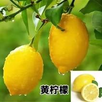 柠檬树苗北京柠檬苗台湾无籽青柠檬苗四季香水柠檬苗当年结果