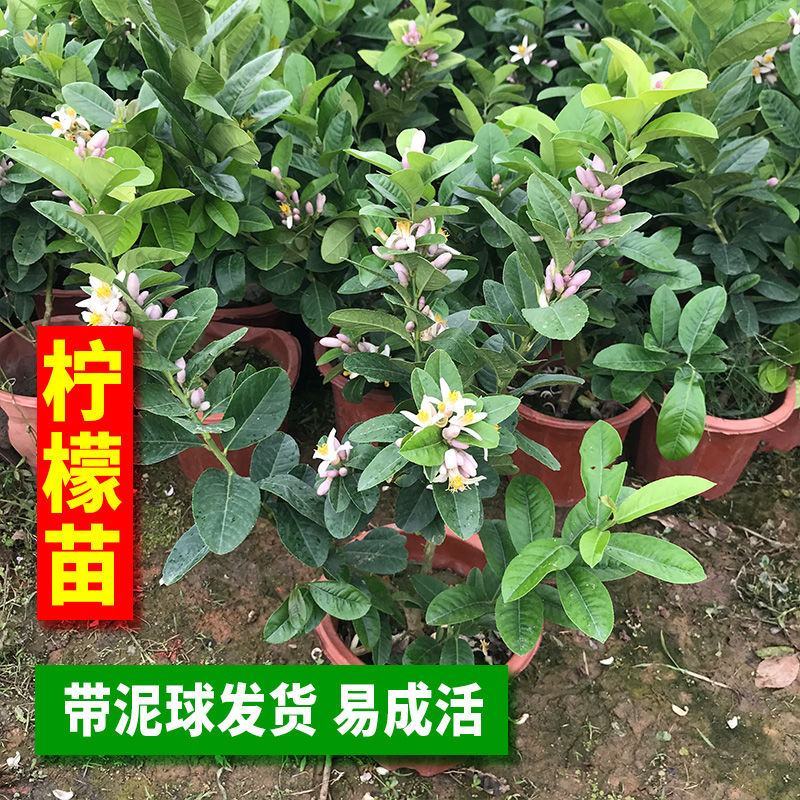 柠檬树苗北京柠檬苗台湾无籽青柠檬苗四季香水柠檬苗当年结果