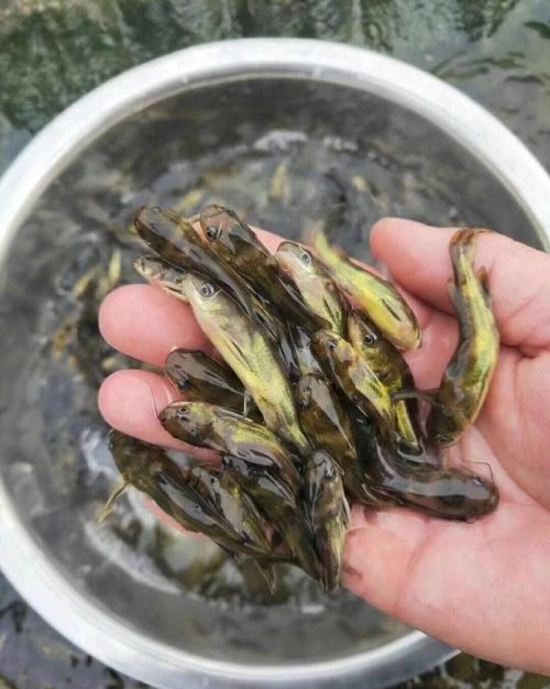 【黄骨鱼苗】保成活抗病毒高产生长快品质有保证