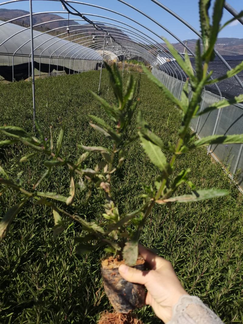 马鞭草，柳叶马鞭草，云南昆明马鞭草苗木种植园种植一手货源