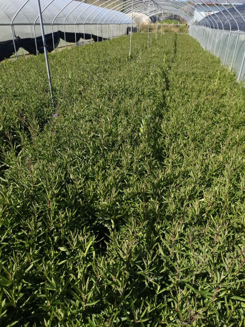 马鞭草，柳叶马鞭草，云南昆明马鞭草苗木种植园种植一手货源