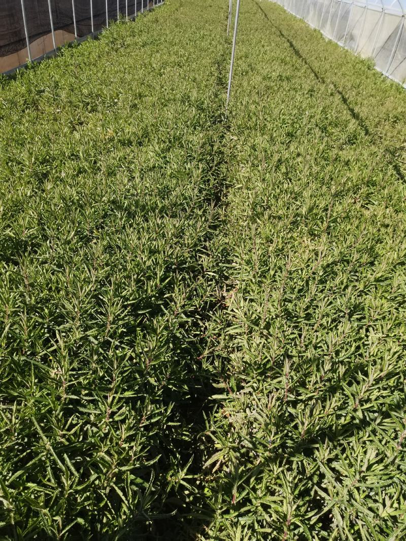 马鞭草，柳叶马鞭草，云南昆明马鞭草苗木种植园种植一手货源