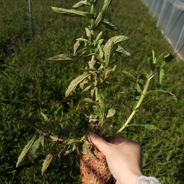 马鞭草，柳叶马鞭草，云南昆明马鞭草苗木种植园种植一手货源