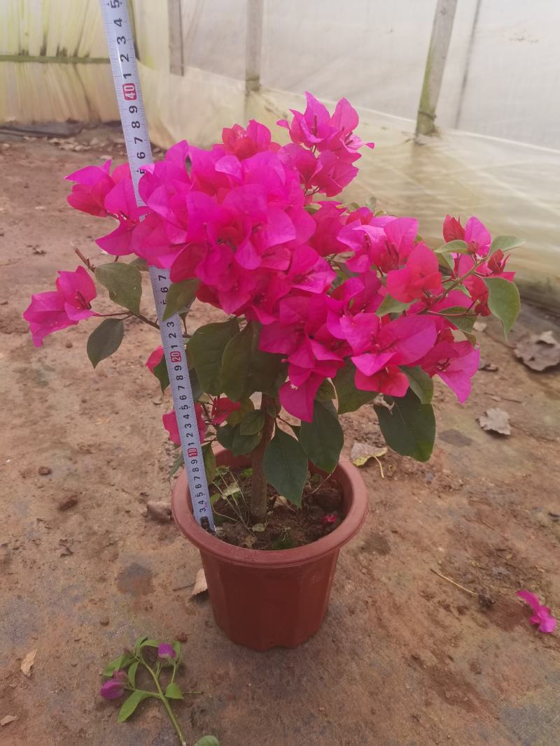彩色三角梅，云南昆明宜良三角梅种植园各种规格都有货