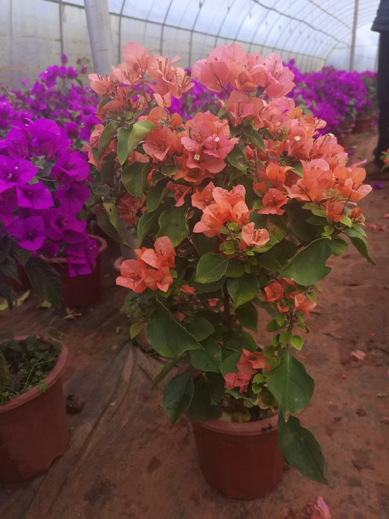 彩色三角梅，云南昆明宜良三角梅种植园各种规格都有货